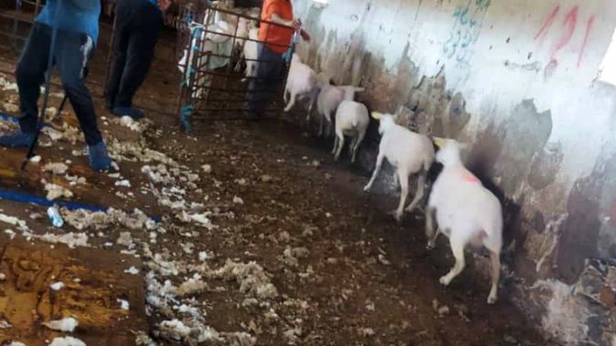Advierten de los problemas sanitarios que puede ocasionar la acumulación de lana en las explotaciones. - ASAJA CR