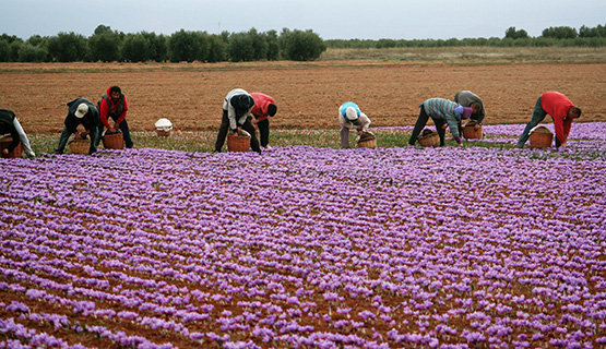 GRA084. CIUDAD REAL, 23/11/2013.- La producción de azafrán en Castilla-La Mancha rondará este año entre los 1.725 y los 1.650 kilos, entre un 10 y un 15 por ciento más que la pasada campaña, cuando se recolectaron 1.500 kilos, debido a las buenas condiciones climáticas registradas y la incorporación de nuevos agricultores atraídos por la elevada rentabilidad del cultivo de la rosa del azafrán. En la actualidad, el azafrán ocupa unas 100 hectáreas distribuidas entre numerosos municipios de las provincias de Albacete, Ciudad Real, Cuenca y Toledo, en la que se produce el 30 por ciento del total. EFE/Elisa Laderas