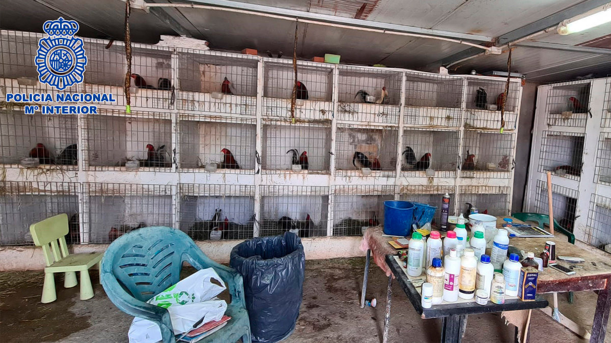 Interior de la finca 
del municipio madrileño de  Chinchón donde se criaban a los gallos que después eran empleados en peleas ilegales. Foto: Policía Nacional