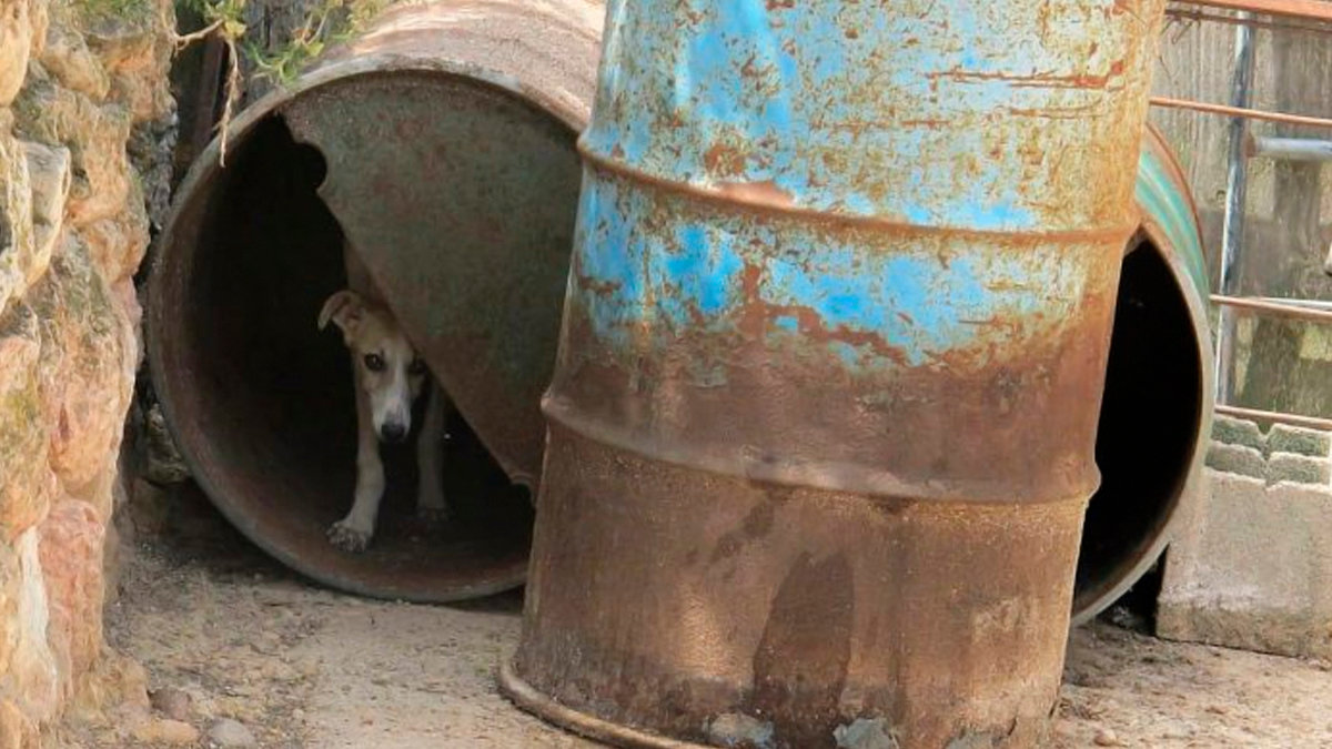 Uno de los perros encontrados por el Seprona en una explotación agrícola de Motilla de Henares. Foto: Guardia Civil de Guadalajara