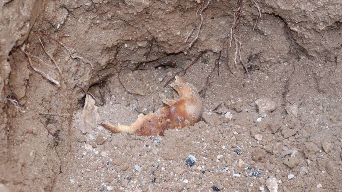Imagen de uno de los cráneos encontrados junto al Palacio de la Justicia. Foto: Aguas de Albacete