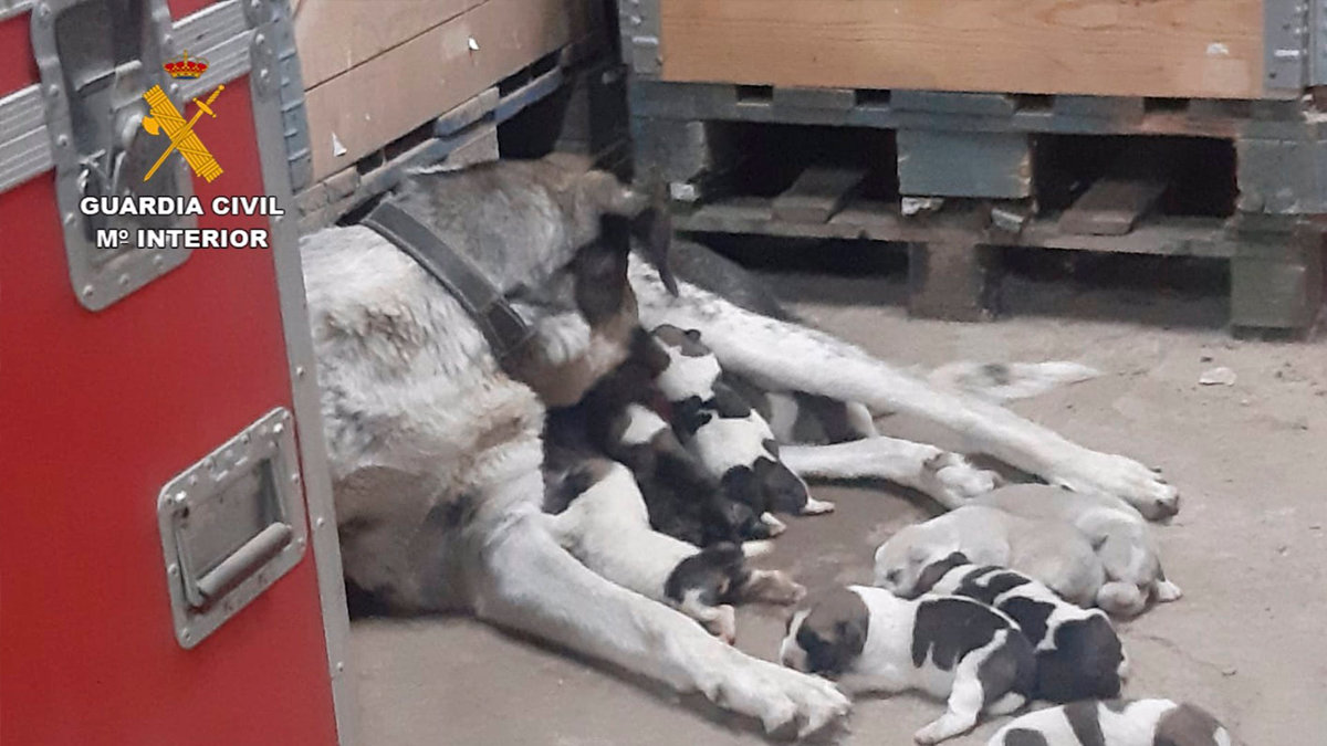Los cachorros encontrados con vida se ha reintegrado en la camada y se encuentran en perfecto estado. Foto: Guardia Civil