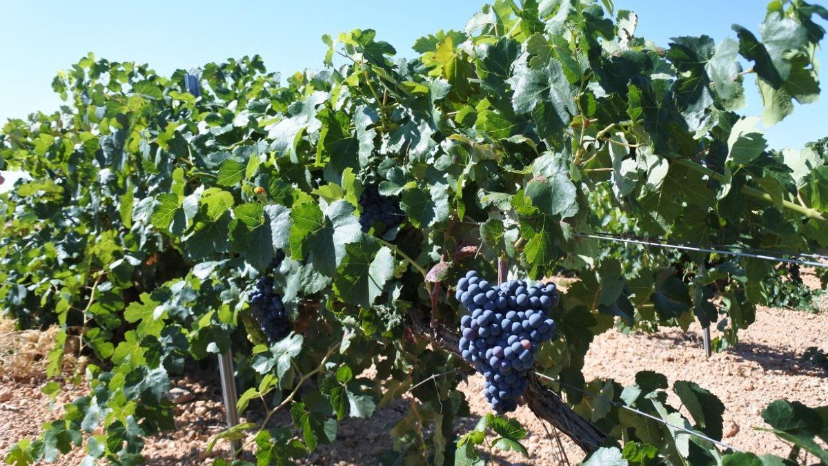 Más de 1.140 viticultores podrán mejorar la competitividad de sus viñedos.
