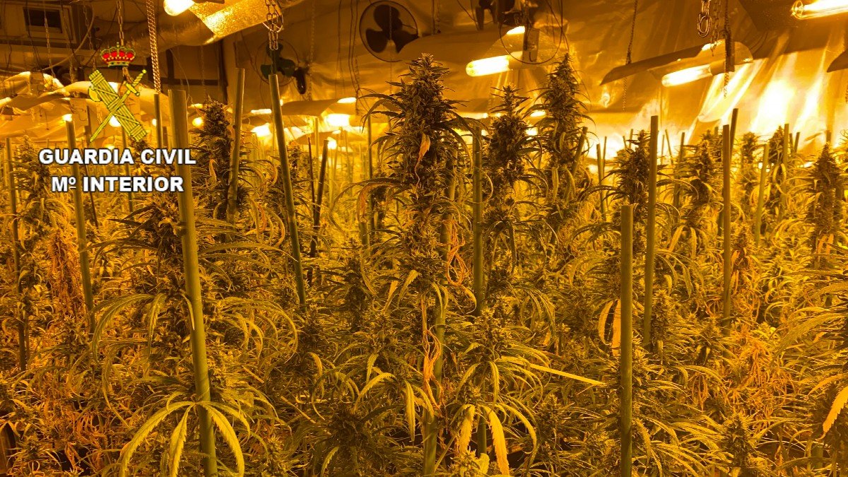 Se han incautado más de 7.450 plantas de marihuana en la veintena de registros llevados a cabo. | FOTO: GUARDIA CIVIL