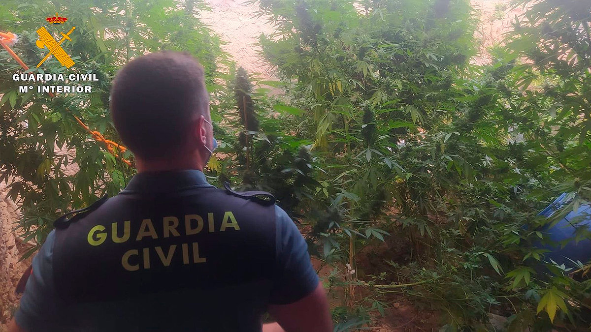 Un agente de la Guardia Civil junto a las plantas de marihuana incautadas. Foto: PeriódicoCLM
