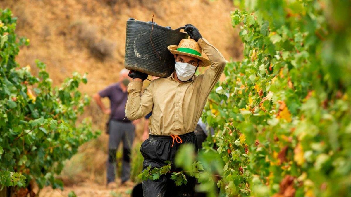 El sector servicios y la agricultura abanderan la importante reducción del desempleo en Castilla-La Mancha. Foto: EFE