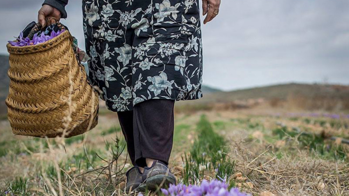 Mujer manchega durante la recolecta del azafrán en Nava de Abajo (Albacete). — RUBÉN SERRALLÉ SÁNCHEZ