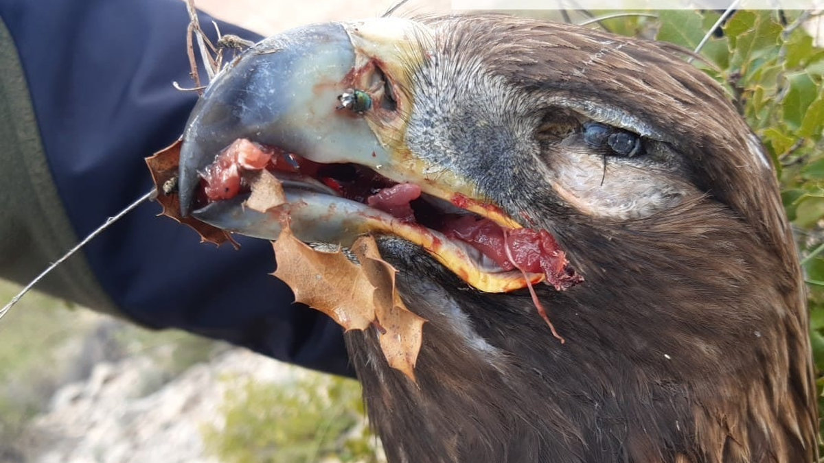 Ejemplar de águila real encontrado por el Seprona en el terreno cinegético de Montealegre del Castillo. — AGENTES MEDIOAMBIENTALES