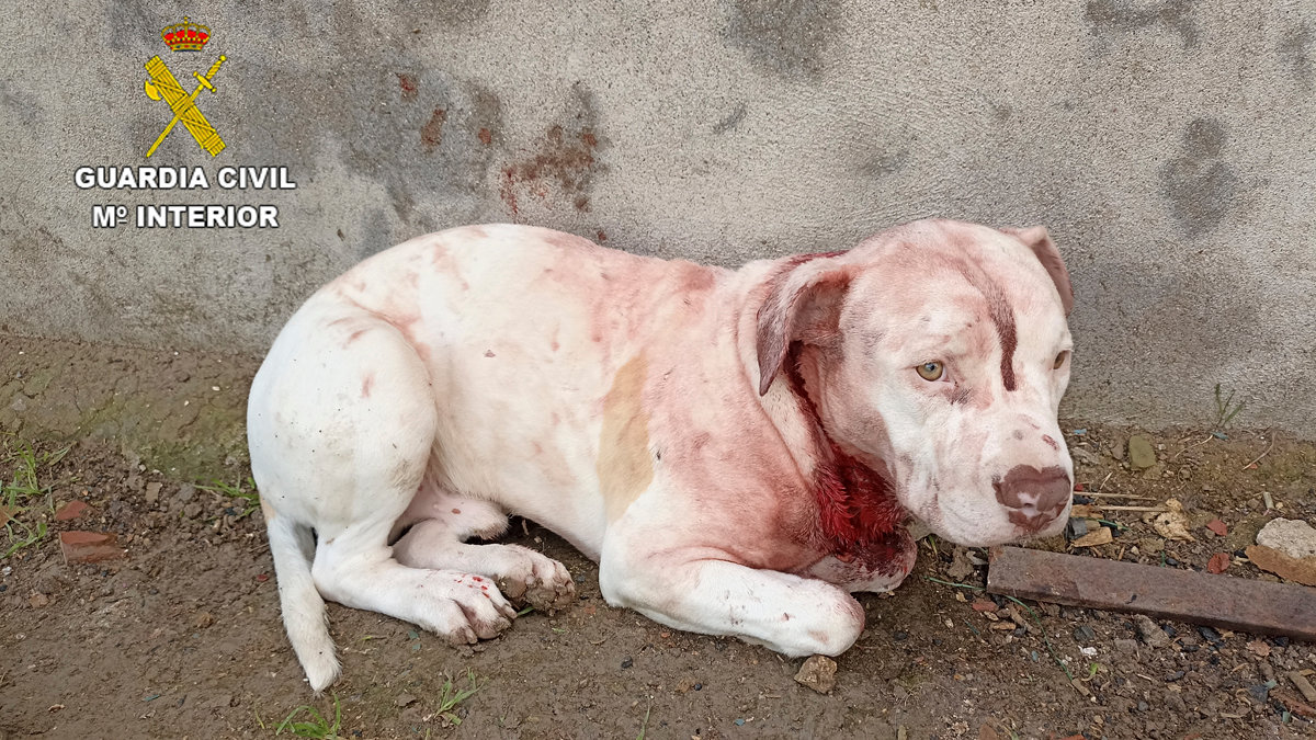 Uno de los cachorros encontrados, herido de gravedad en Villaluenga de la Sagra. — GUARDIA CIVIL DE TOLEDO