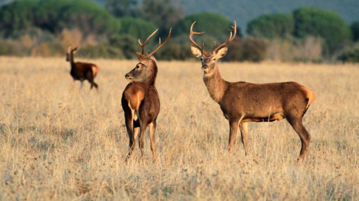 La caza está prohibida en el área protegida desde el año pasado. — ARCHIVO