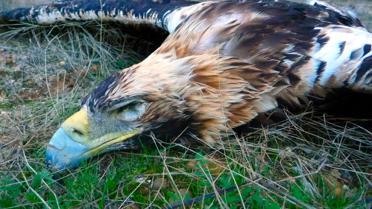 Águila imperial abatida en un coto.— ARCHIVO