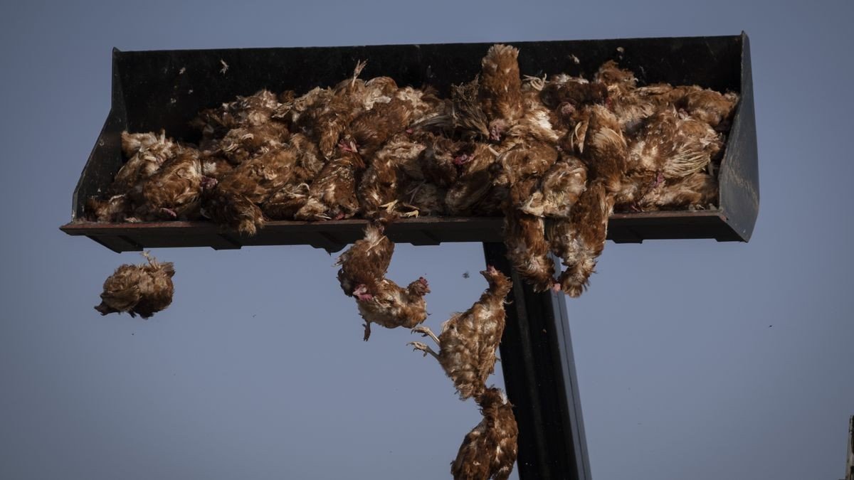 En Íscar (Valladolid) se han sacrificado más de 130.000 aves de corral por la gripe aviar. - P. ARMESTRE  GREENPEACE