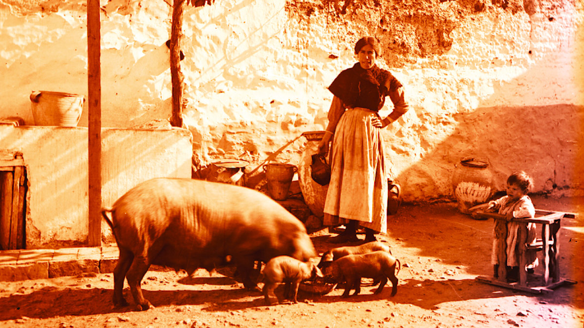 Mujer dando de comer a una piara de cerdos en 1930.— PEDRO ROMÁN / AHP TOLEDO