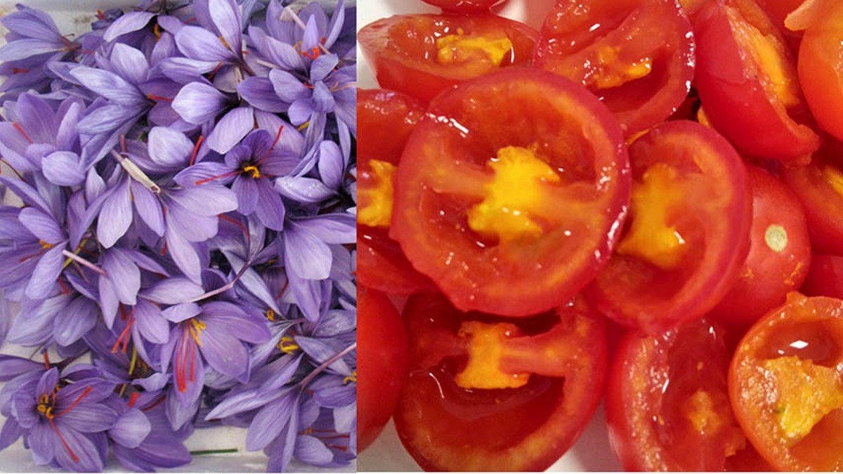Los investigadores han desarrollado tomates  con genes de azafrán, incrementando así su  capacidad antioxidante. - UCLM