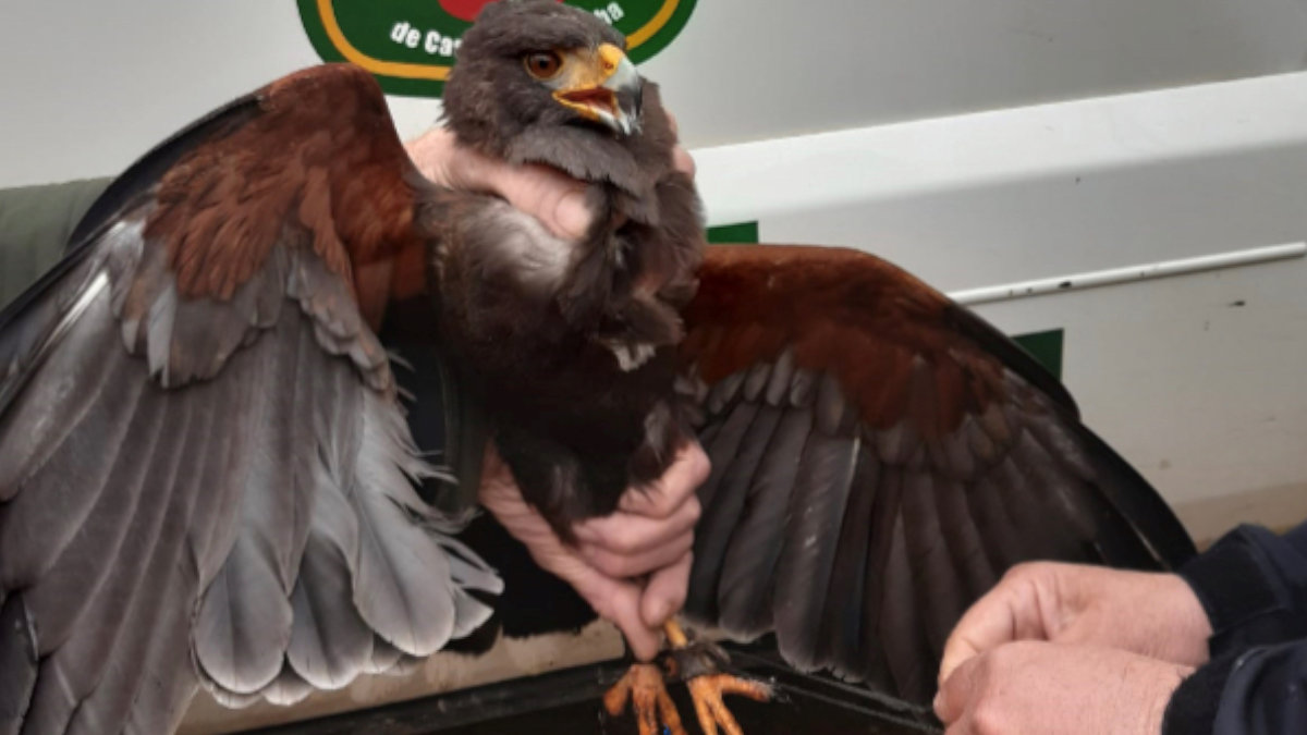 Ejemplar rescatado de águila de Harris.— AGENTES MEDIOAMBIENTALES