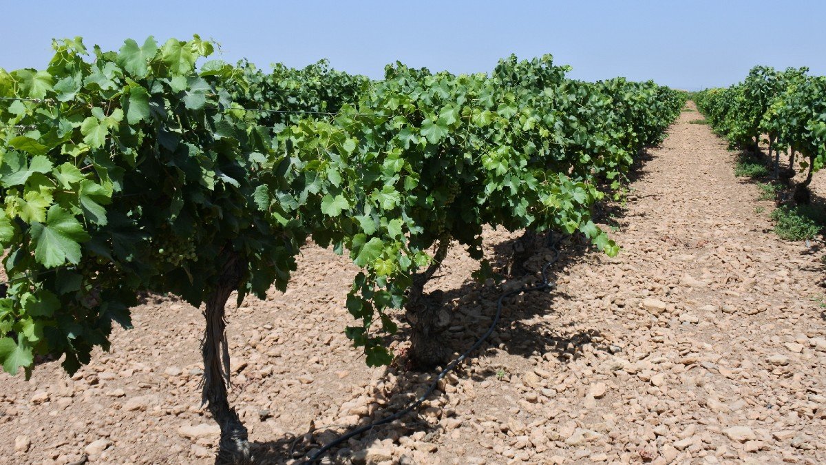 En Castilla-La Mancha hay más de 85.000 viticultores y alrededor de 600 bodegas y cooperativas. 