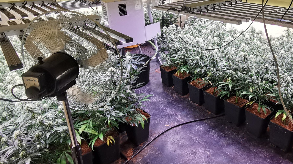 Plantación de cannabis en una vivienda de Burguillos de Toledo. | GUARDIA CIVIL