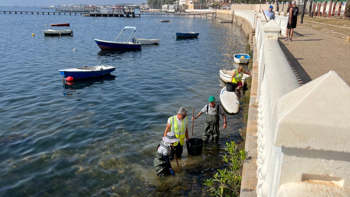 Agentes medioambientales han recogido alrededor de 250 ejemplares muertos a orillas del Mar Menor, en Santiago de la Ribera.