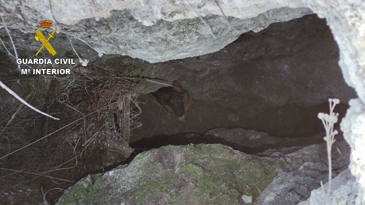 La hembra de pastor alemán estaba atrapada en una zanja  a seis metros de profundidad. - GUARDIA CIVIL