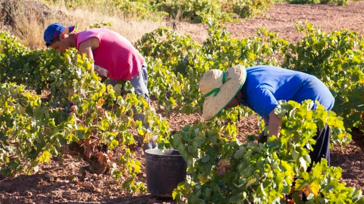 La escasez de agua y el aumento de las temperaturas medias ponen en riesgo cultivos tradicionales como el viñedo.