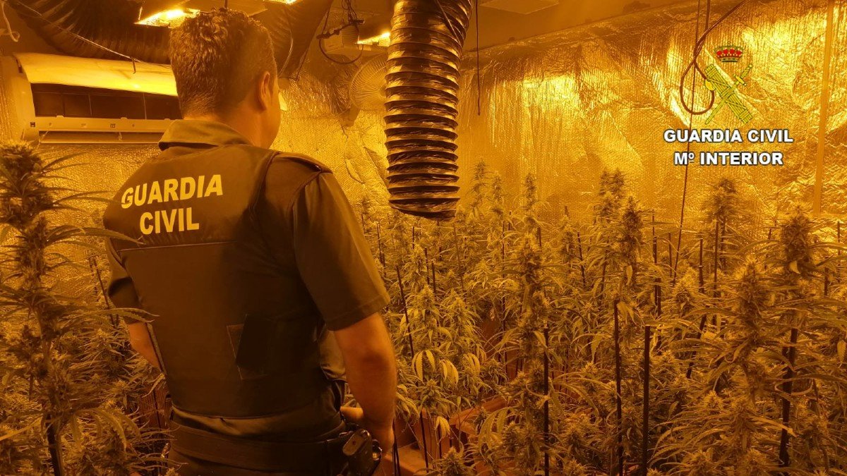 Plantación de marihuana intervenida en el municipio de Los Navalucillos, en la provincia de Toledo. | GUARDIA CIVIL
