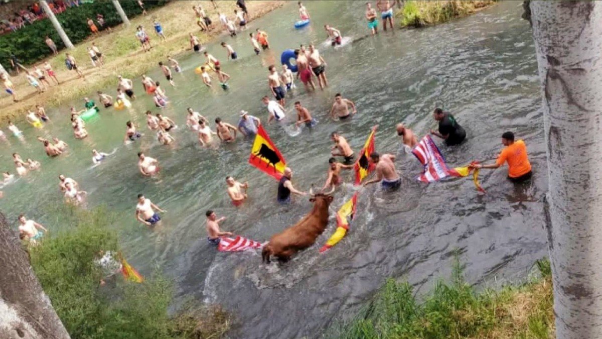 La localidad alcarreña de Trillo volvía a celebrar este sábado la suelta de reses en el río. 
