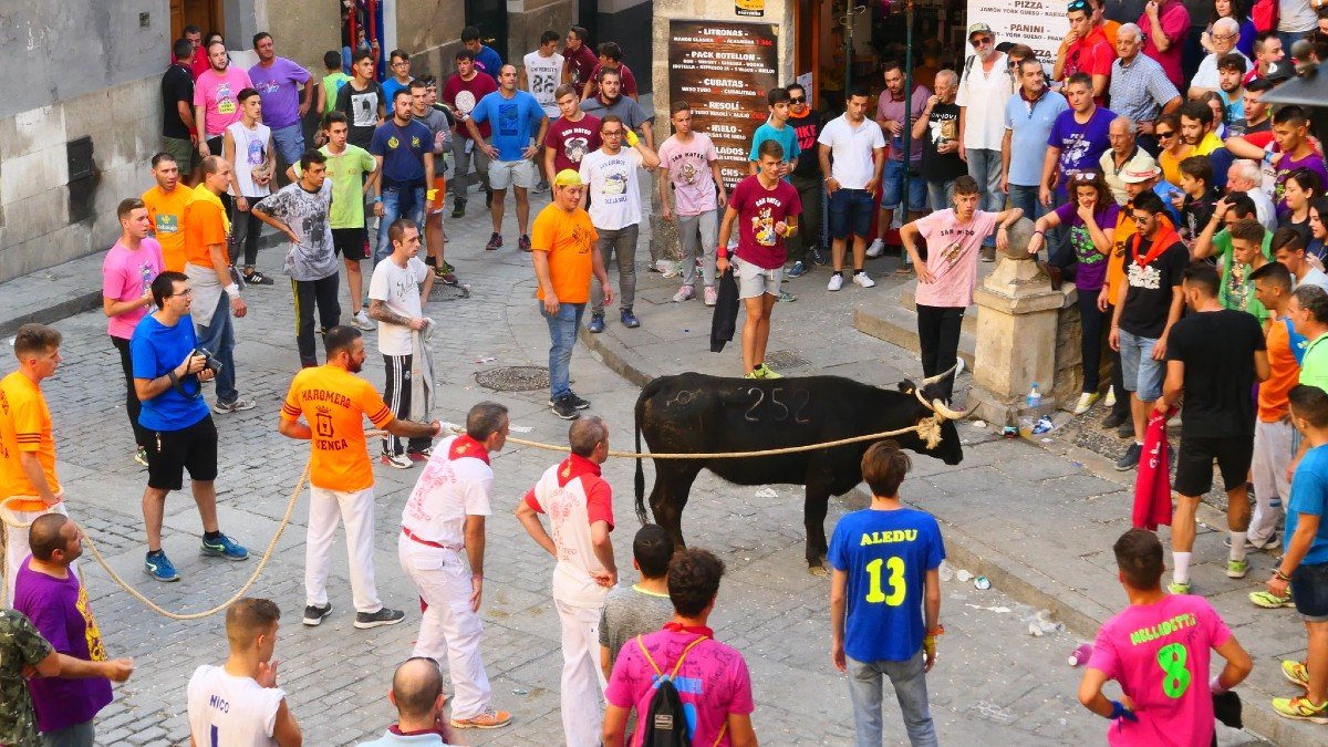 El festejo consiste en la suelta de reses enmaromadas por el casco antiguo de Cuenca, que son corridas por el público. - CUENCA EN MARCHA.