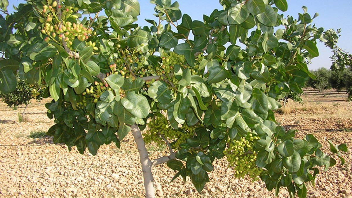En Castilla-La Mancha hay cerca de 45.000 hectáreas de cultivo de pistacho. - ARCHIVO