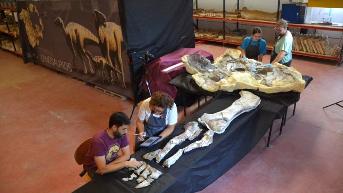 La pieza reconstruida es una de las extremidades posteriores del titanosaurio. - JCCM