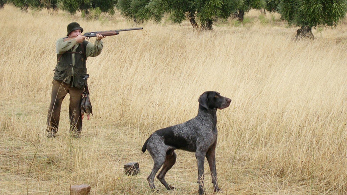 Los perros de caza, rehalas y animales auxiliares tendrán una legislación específica. - ARCHIVO