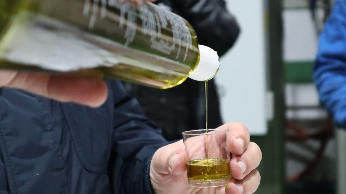 La campaña se cerrará con una producción de 70 millones de kilos de aceite de oliva. - JCCM