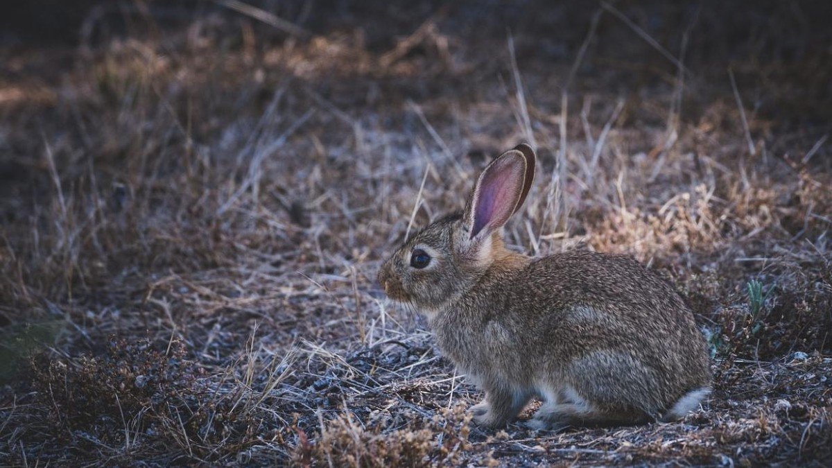 Se autoriza el control extraordinario de conejo de monte por daños a cultivos.