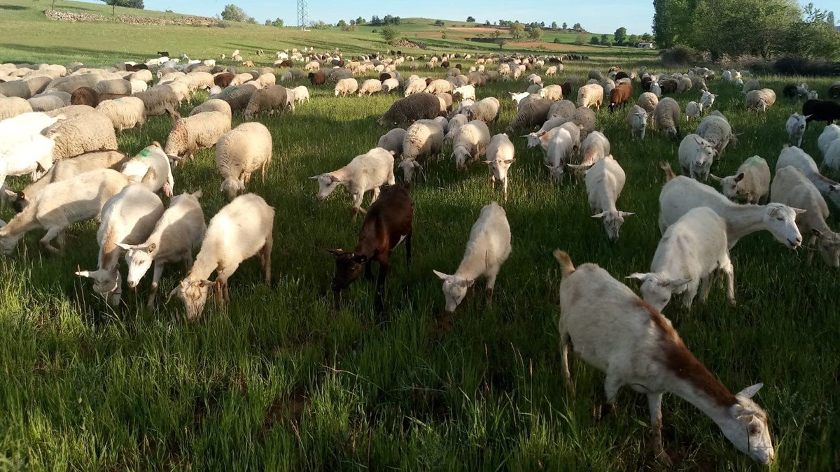 Los ganaderos podrán trasladar animales vivos de sus explotaciones a cebaderos. - ASAJA