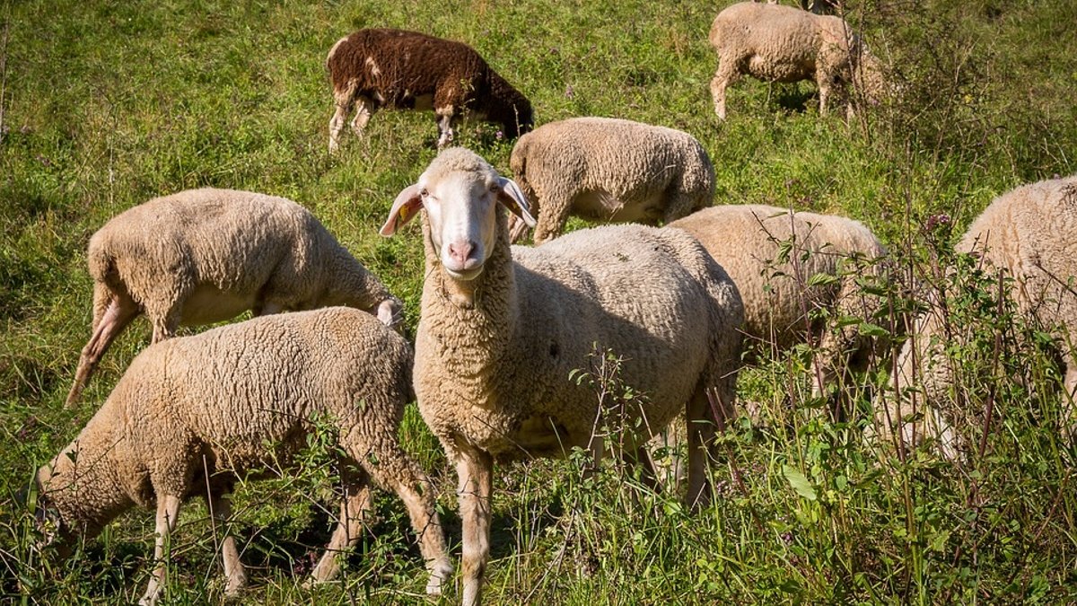 Se trata del foco número 16 de viruela ovina detectado en Castilla-La Mancha.
