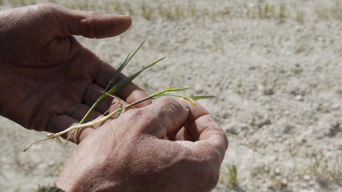 Un labrador muestra los efectos devastadores que la sequía y el calor han provocado este temporada sobre su plantación de cereal. - EFE