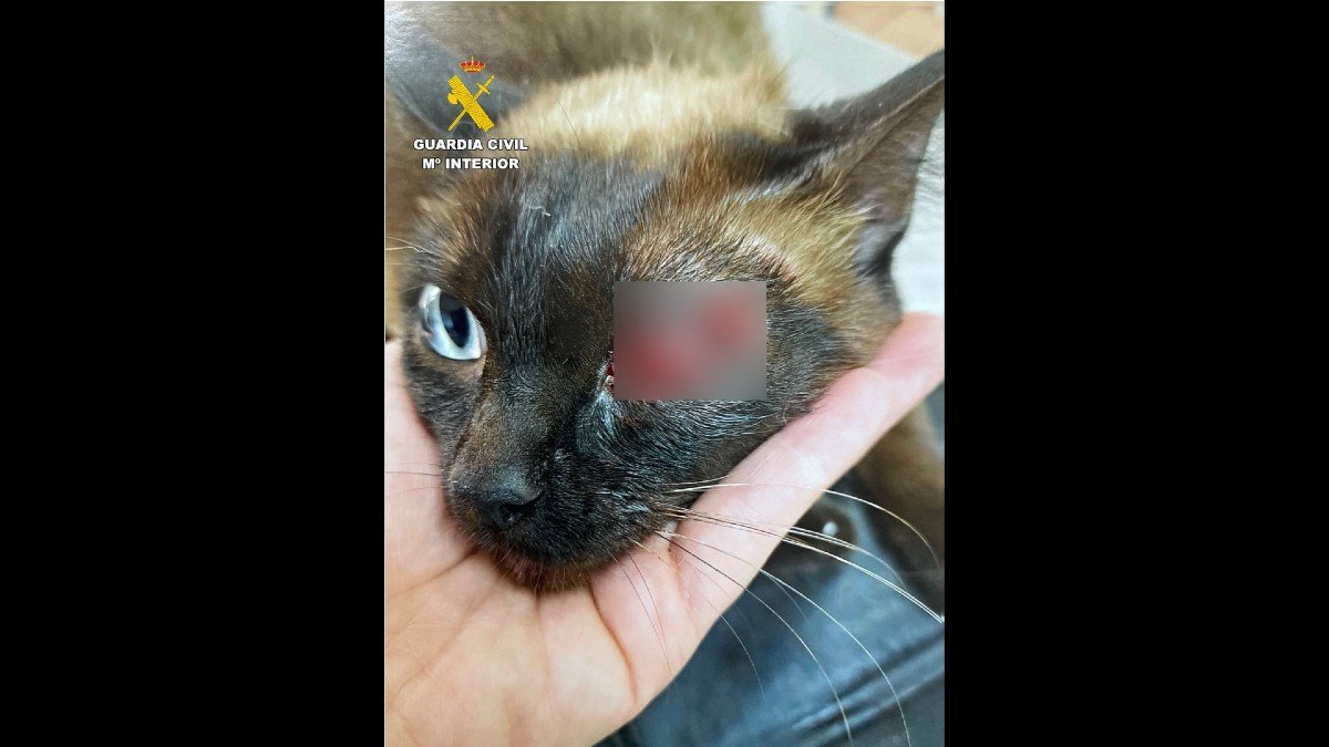 El animal recibió el impacto de varios perdigones en el ojo. - GUARDIA CIVIL
