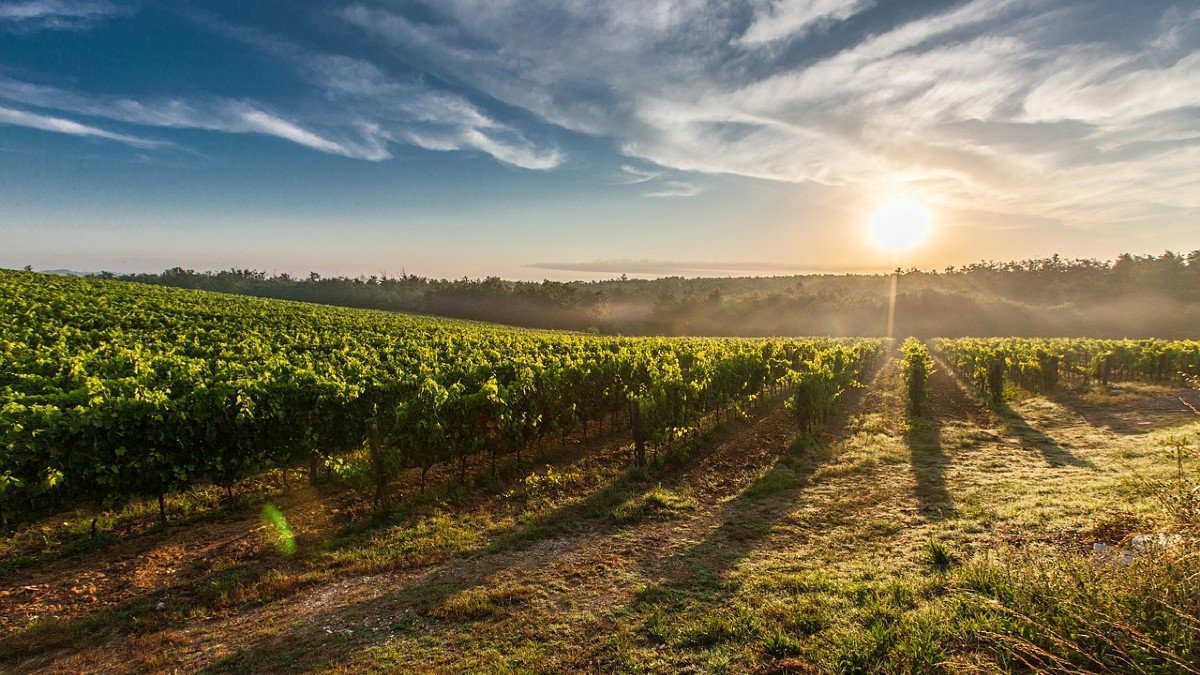 Castilla-La Mancha suma cerca del 49 por ciento de la superficie de nueva plantación de viñedo concedida para 2023. - ASAJA CLM
