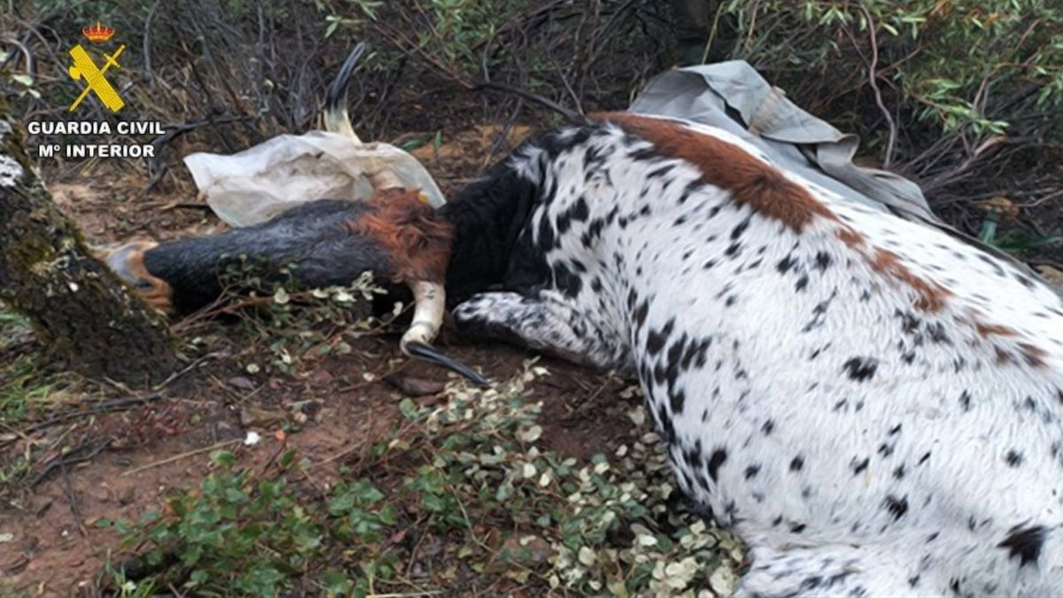 Una de las vacas muertas a consecuencia de los disparos en San Lorenzo de Calatrava. - GUARDIA CIVIL