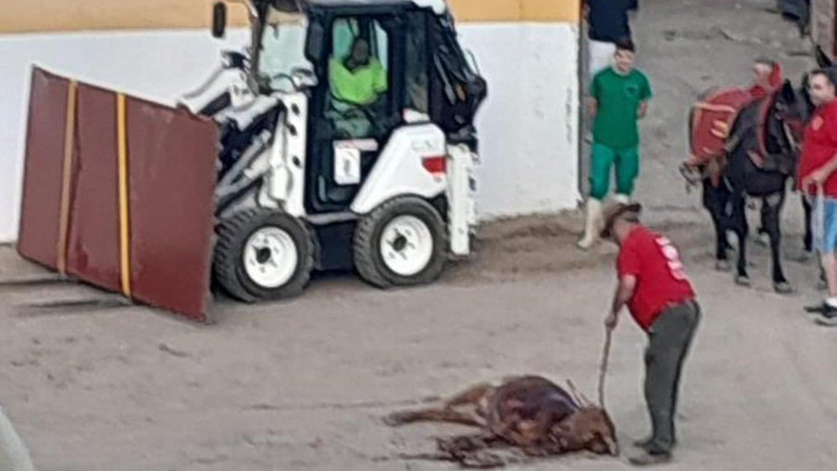 Imagen del becerro tras la supuesta clase práctica taurina en Pastrana, el pasado agosto. | GUADALAJARA ANTITAURINA