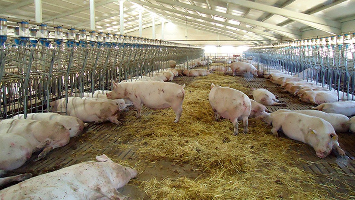 La moratoria vigente en Castilla-La Mancha hasta el 31 de diciembre de 2024 prohíbe la instalación de granjas de más de 2.000 cabezas.