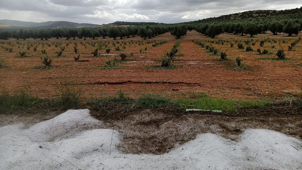 La tormenta de granizo del sábado ha arrasado 200 hectáreas agrícolas en la localidad. - ASAJA