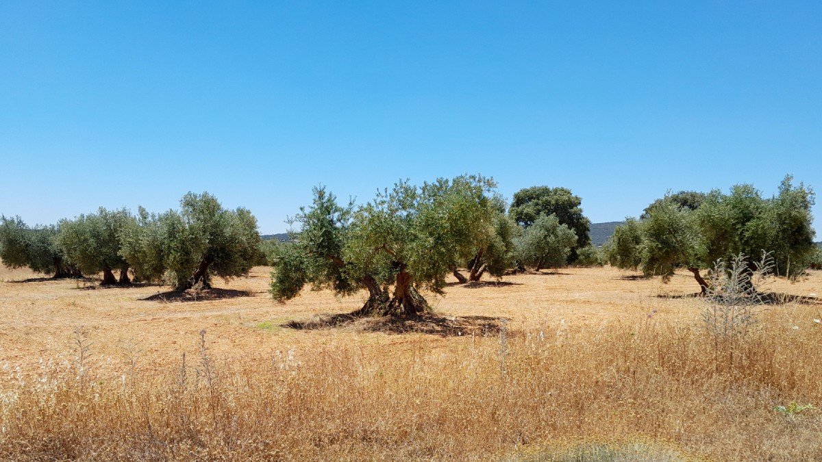 En la provincia de Ciudad Real la producción de aceite de oliva es de 43.000 toneladas.