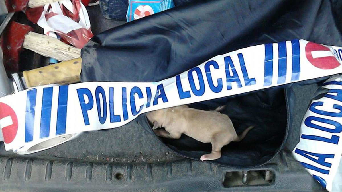 Imagen de archivo de unos cachorros encontrados en un contenedor de basura en Torrijos (Toledo).