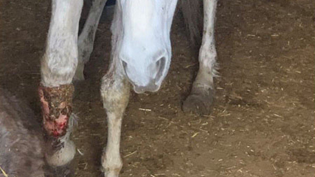 Varios caballos se encontraban en pésimas condiciones higiénico-sanitarias. - GUARDIA CIVIL ALBACETE