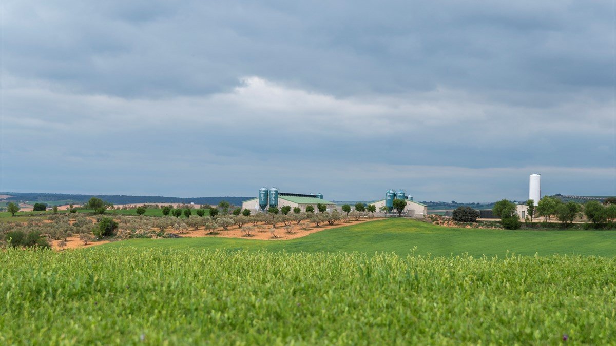 Granja de porcino en la provincia de Cuenca.