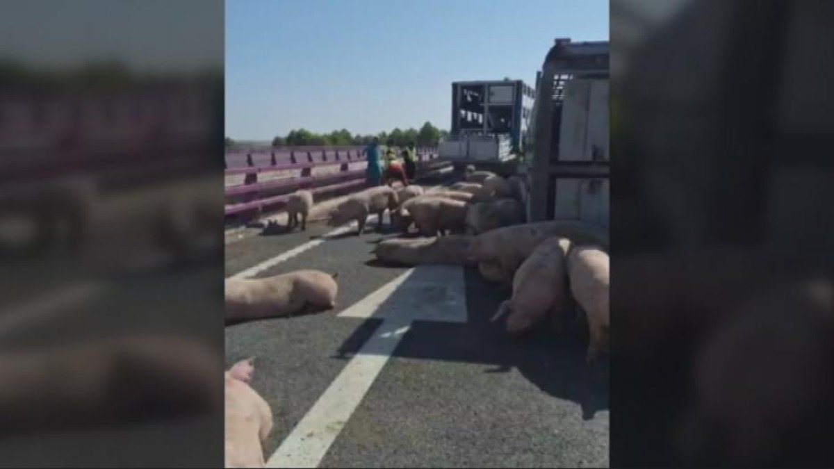 Los animales han quedado en la calzada hasta que otro camión ha acudido a recogerlos.