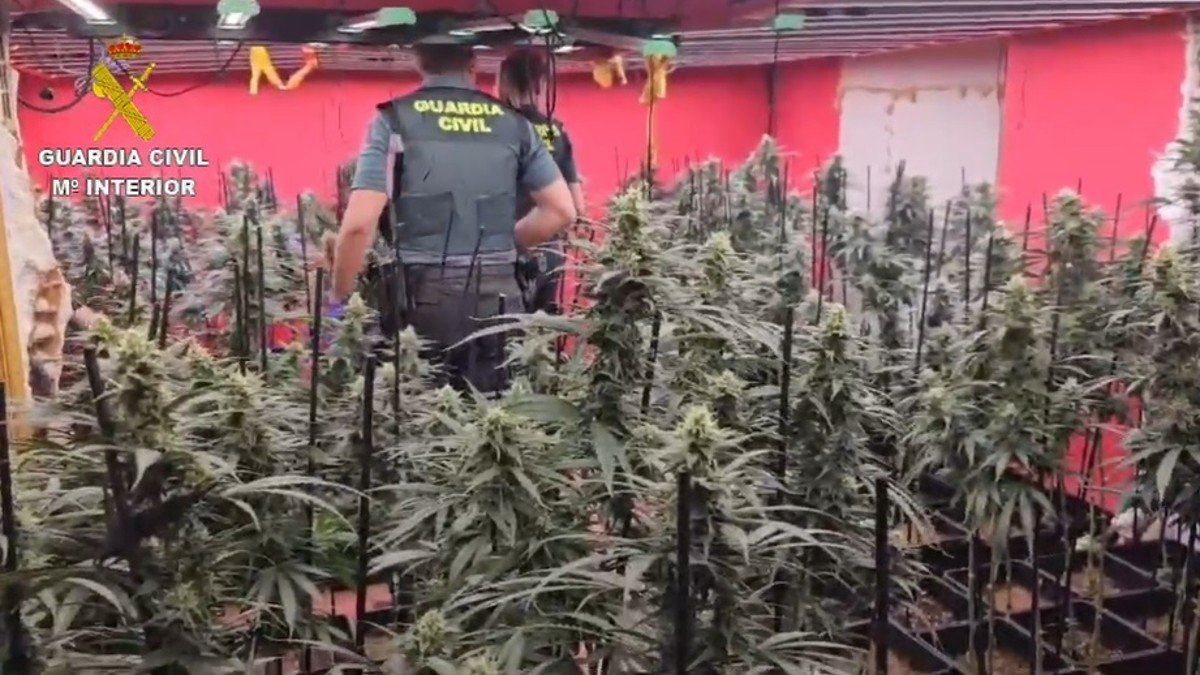 En la vivienda se han incautado 467 plantas de marihuana. - GUARDIA CIVIL